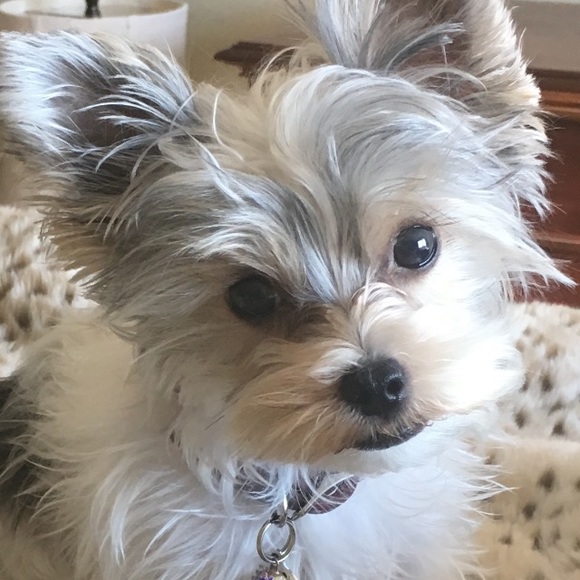 Meet your Posher, Jen - Picture 2 of 2